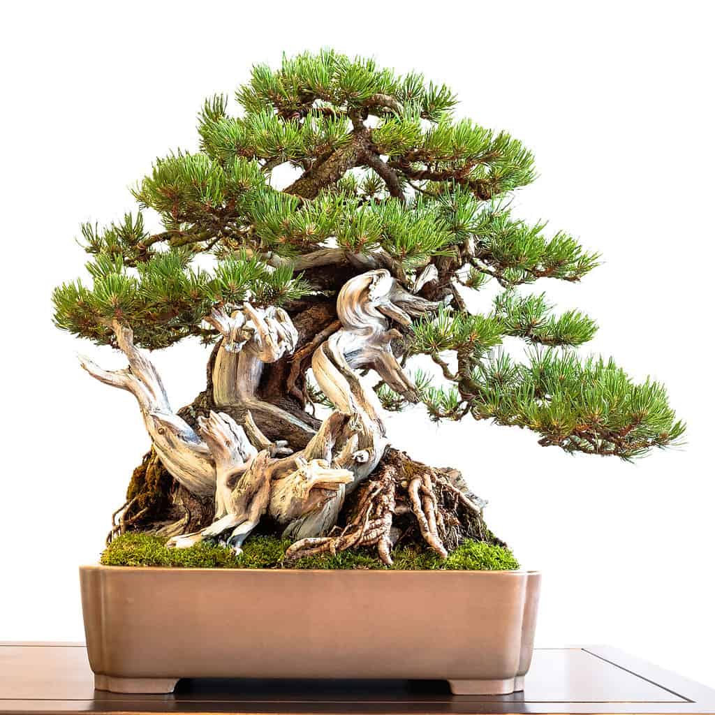 mountain pine bonsai tree on white background