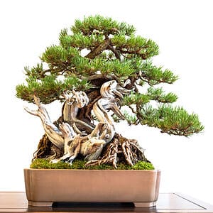 Discover the Top 7 Most Expensive Bonsai Trees Ever Sold - A-Z Animals