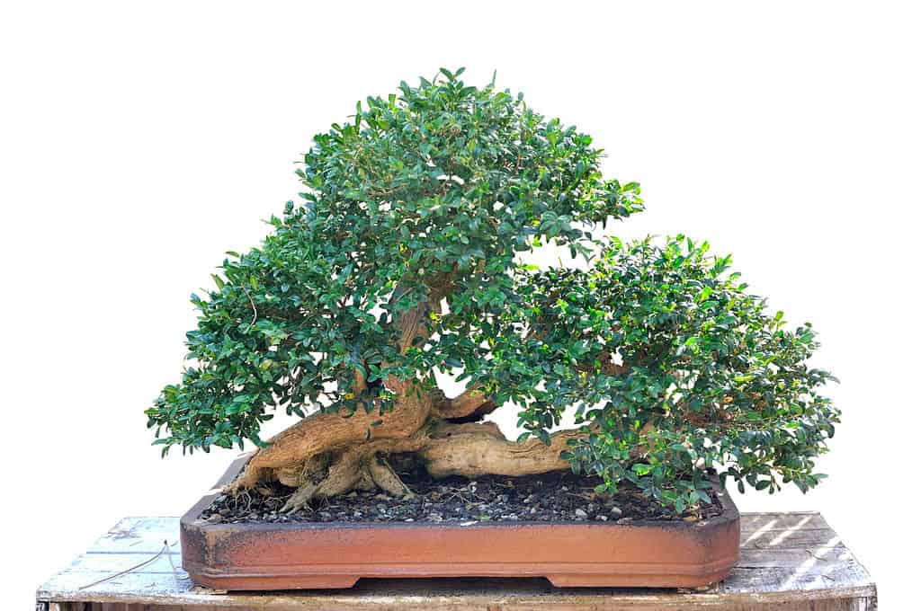 ash bonsai tree on white background