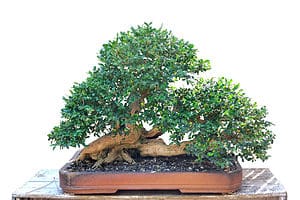 Bonsai Tree Trunks: How to Create a Beautiful Bonsai Tree Picture