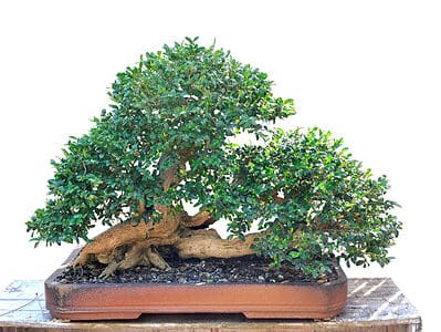 A Bonsai Tree Trunks: How to Create a Beautiful Bonsai Tree