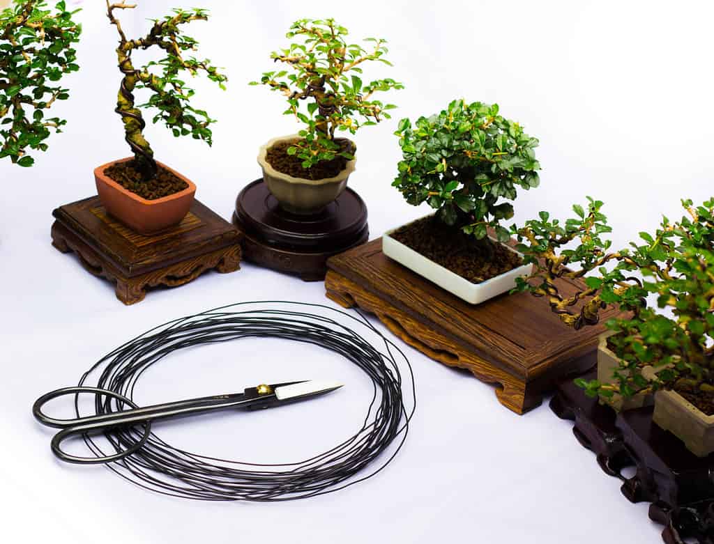 Wiring a Bonsai Tree