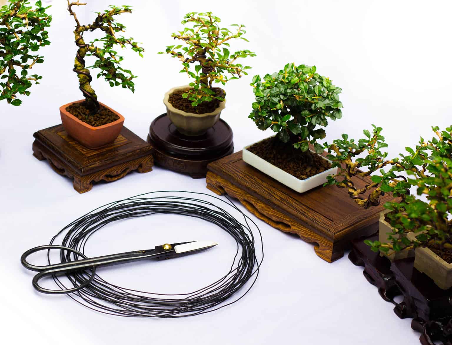 Wiring a Bonsai Tree Everything You Need to Know AZ Animals