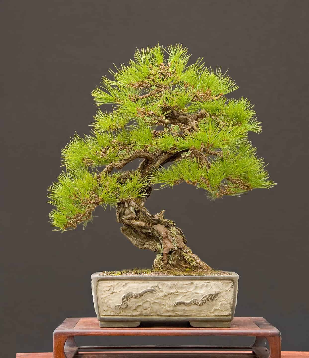 Pine Bonsai Tree - A-Z Animals