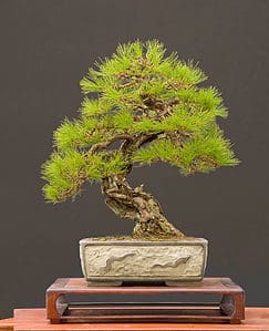 Pine Bonsai Tree - A-Z Animals