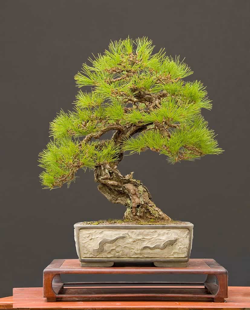 Pine Bonsai Tree