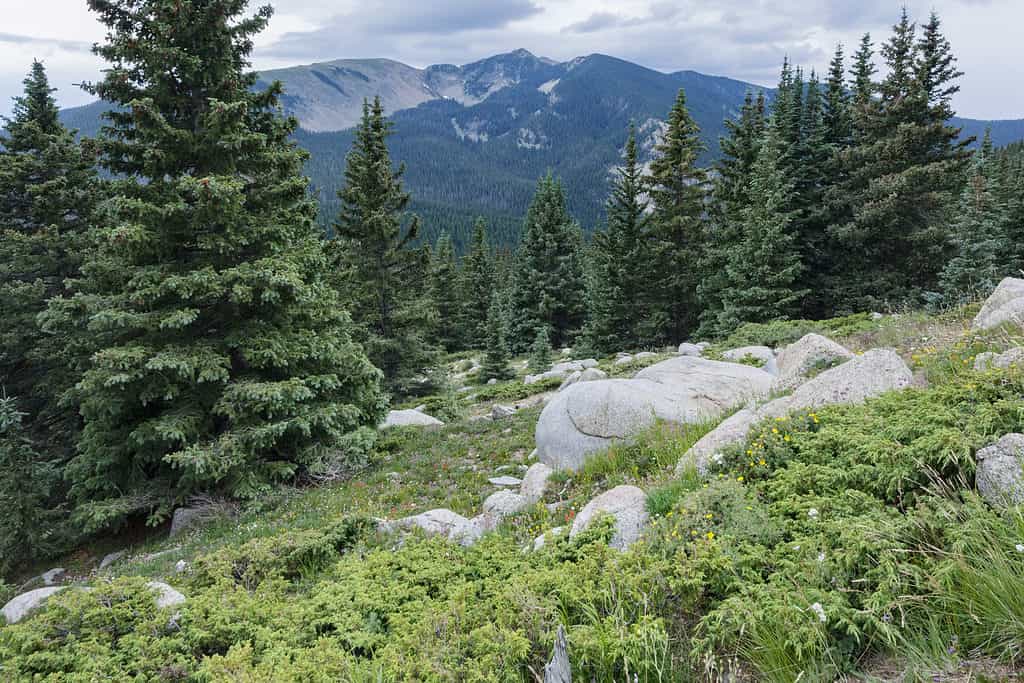 Engelman Spruce (Picea engelmannii)