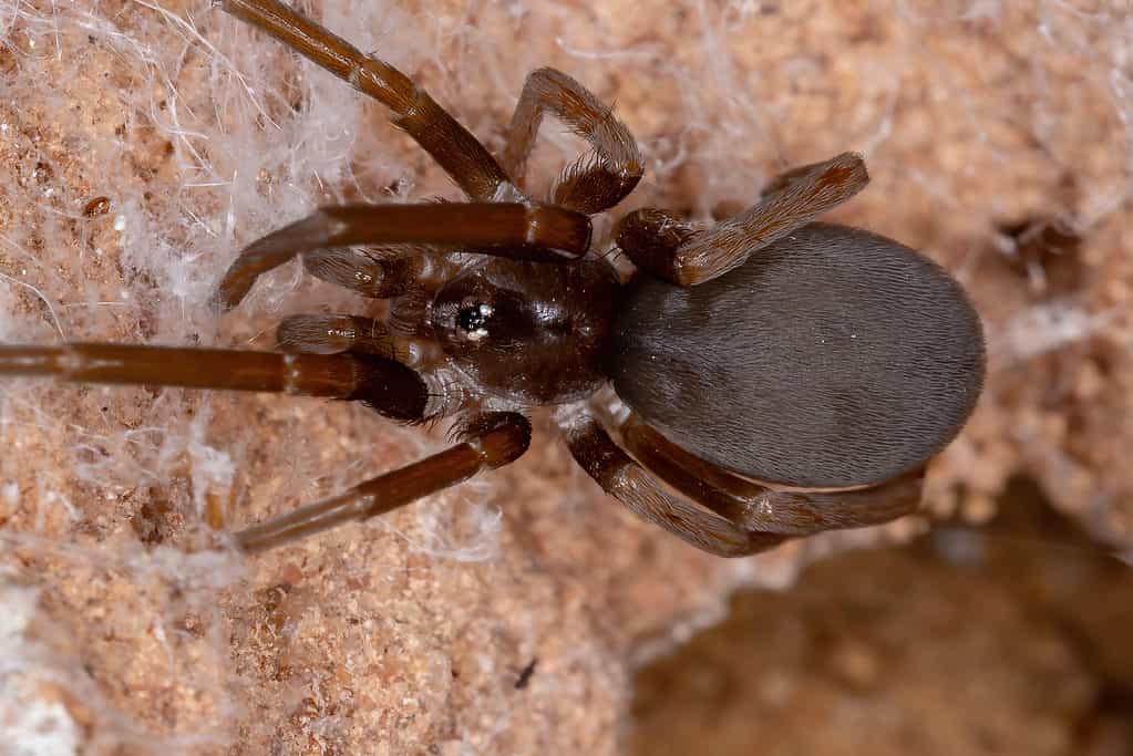 Southern House Spider: Identification Tips