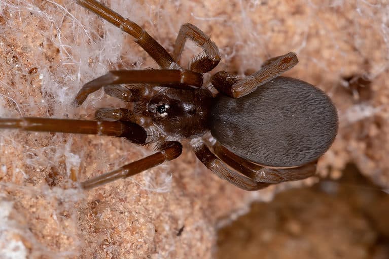 Female Southern House Spider - Black Spiders in Florida
