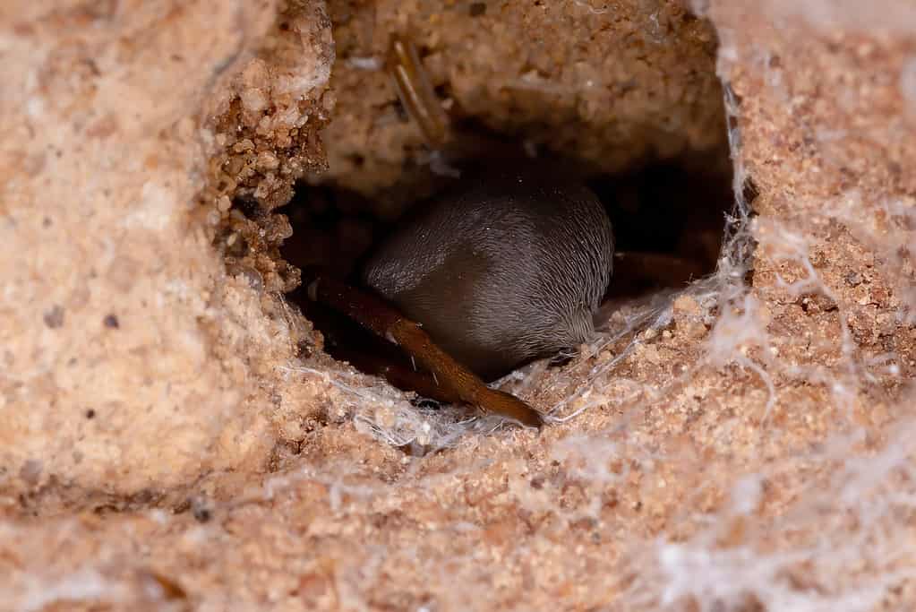 Burrowed Southern House Spider