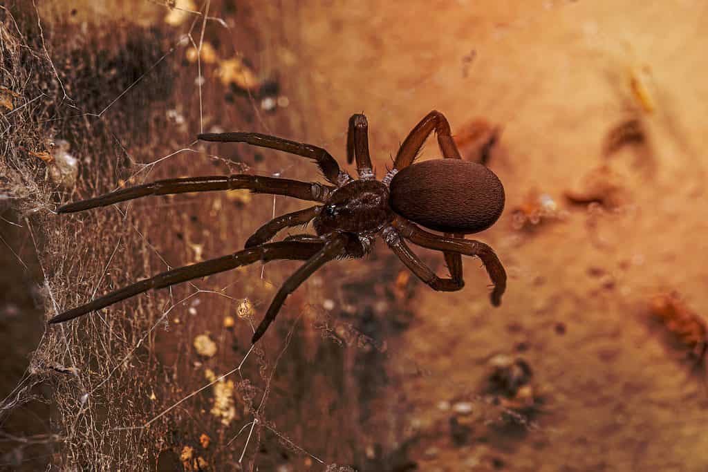 black house spider pictures