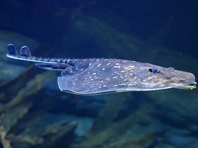 Thornback Ray Picture