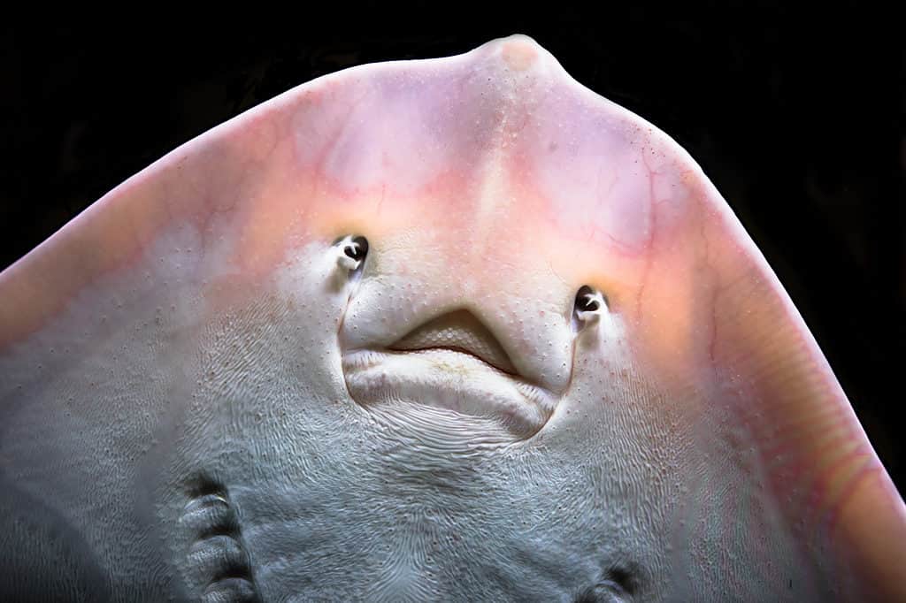 thornback ray