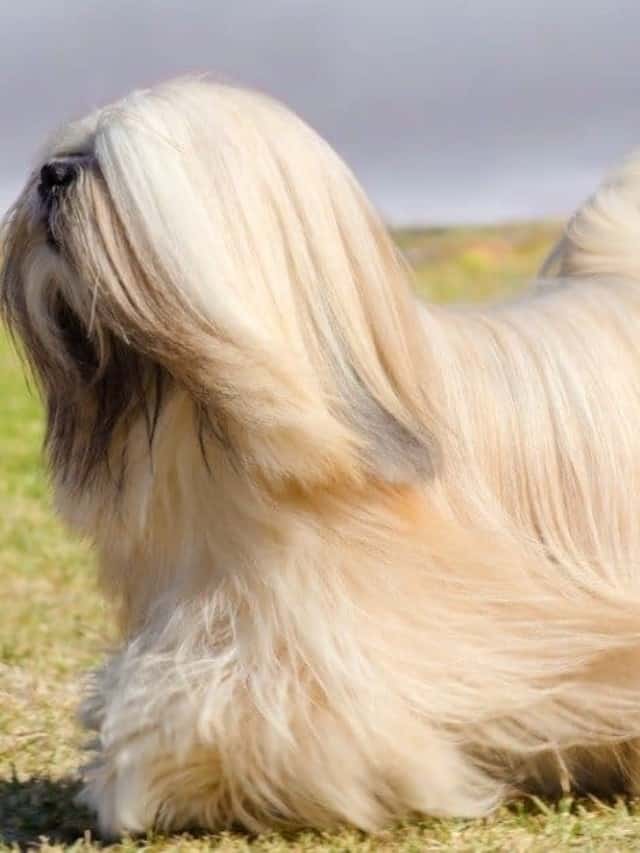 Tibetan Terrier vs Lhasa Apso What Are Their Differences Cover image