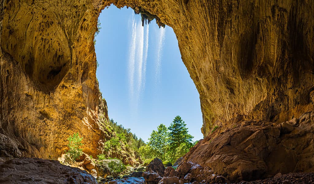 Largest Forest in Arizona