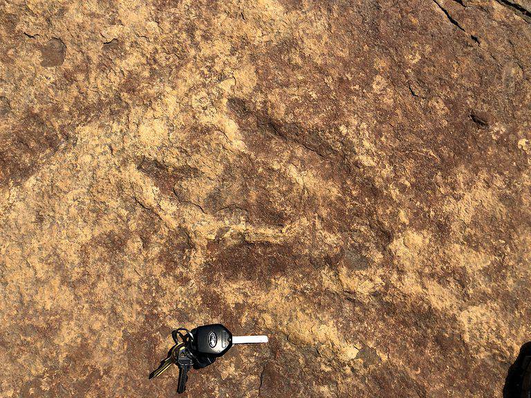 Eubrontes dinosaur tracks preserved n sandstone