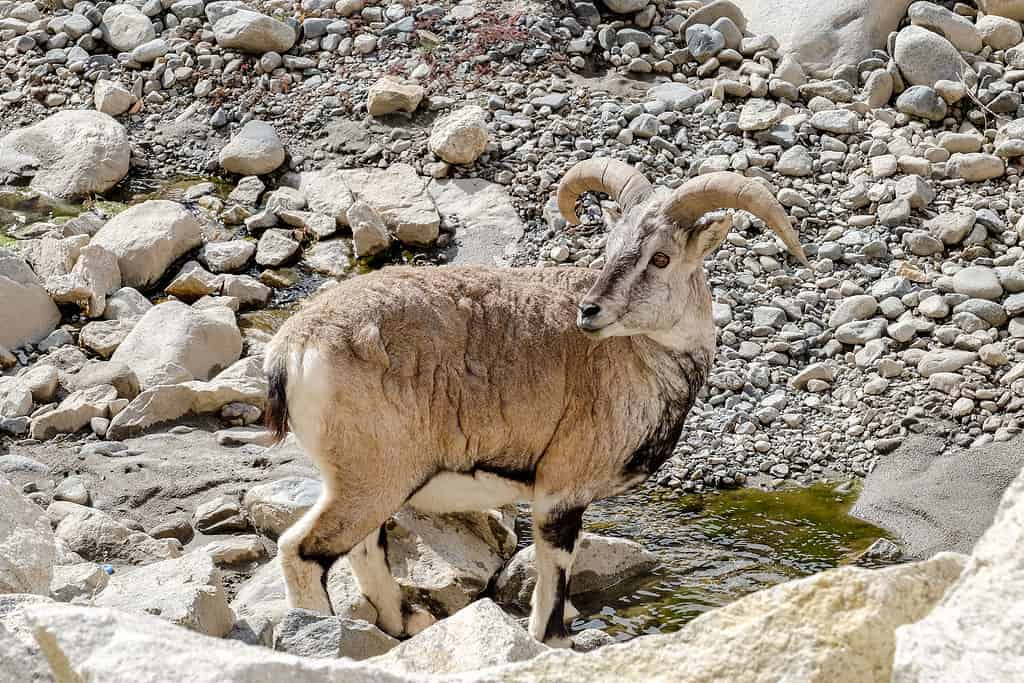 A urial standing