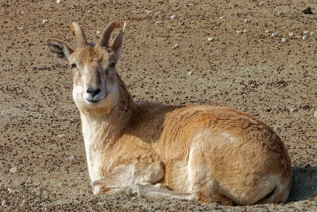 A urial sheep lies down