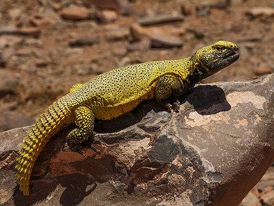 A Uromastyx (Spiny-Tailed Lizard)
