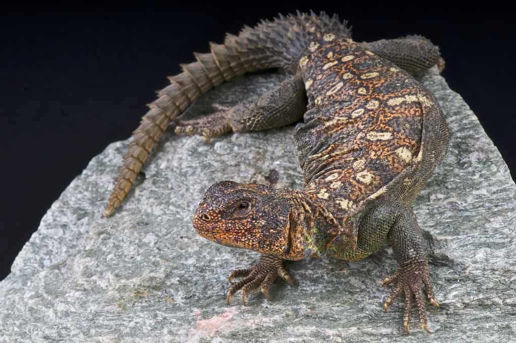 Uromastyx ocellata