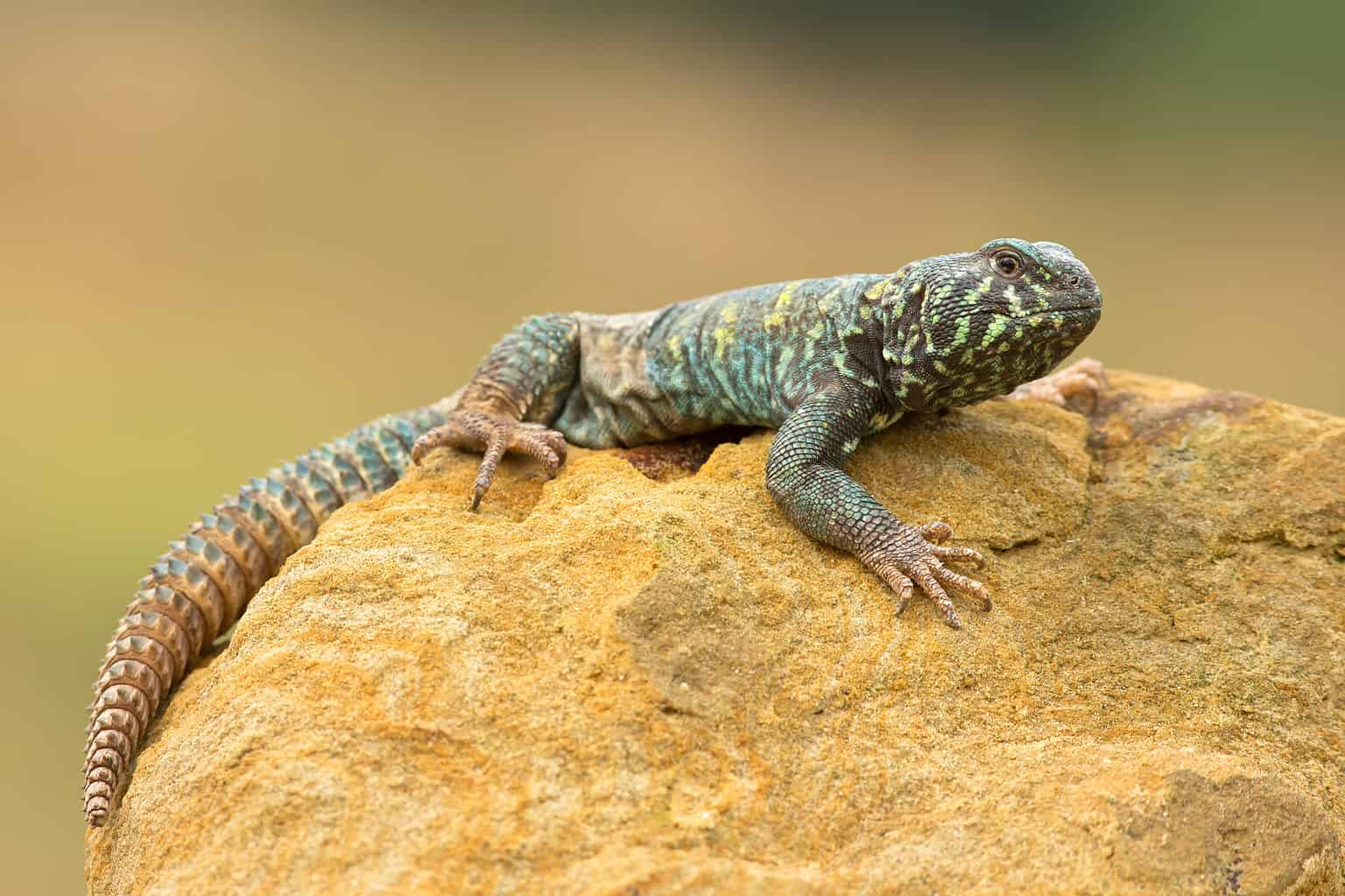 Uromastyx (Spiny-Tailed Lizard) - A-Z Animals