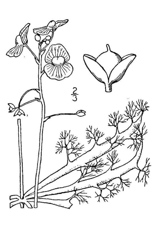 Bladderwort inflata illustration