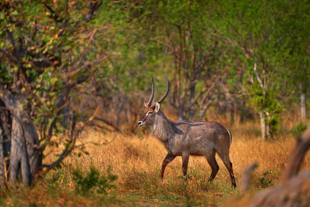 Waterbuck