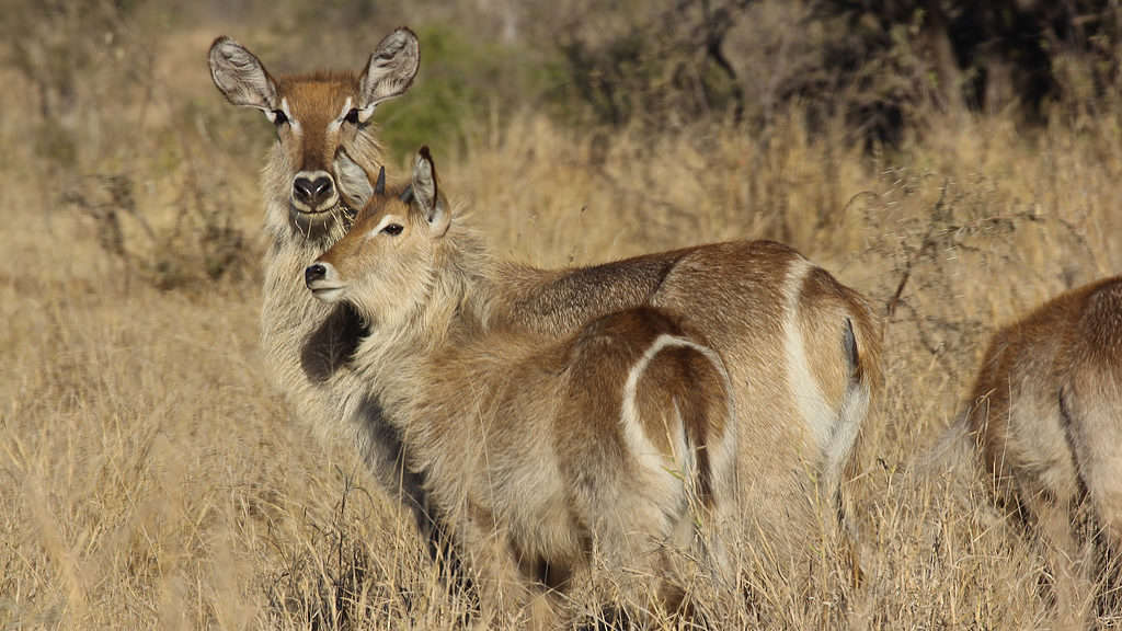 Waterbuck