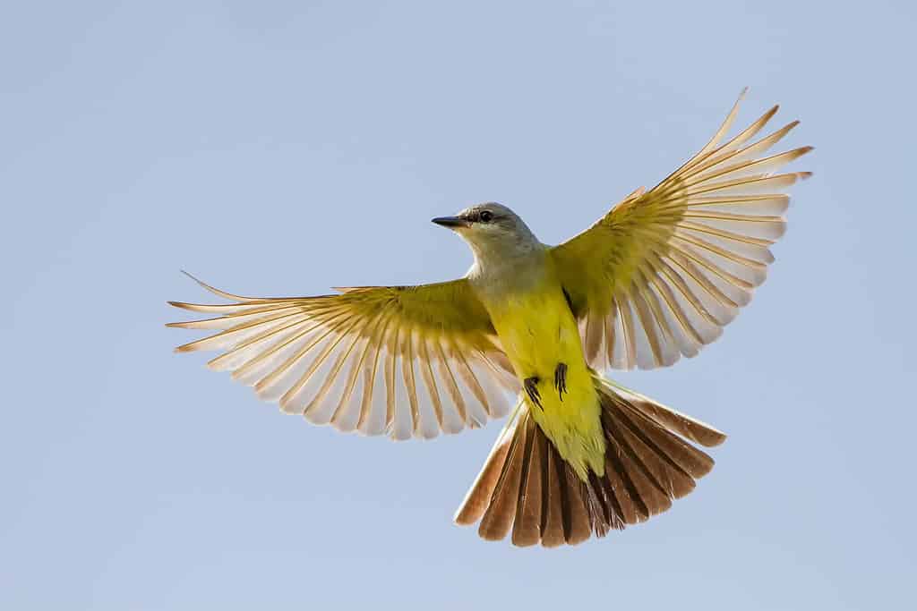 Western Kingbird in Flight