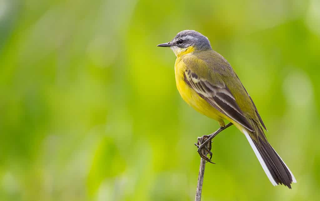 Western Yellow Wagtails