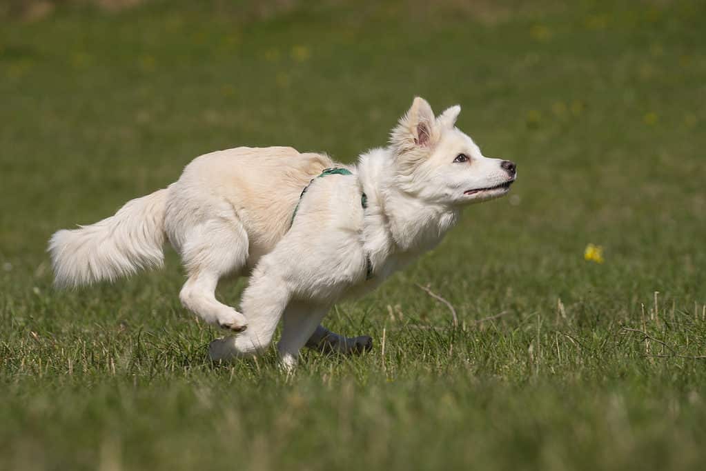 White Dog Running in a Meadow