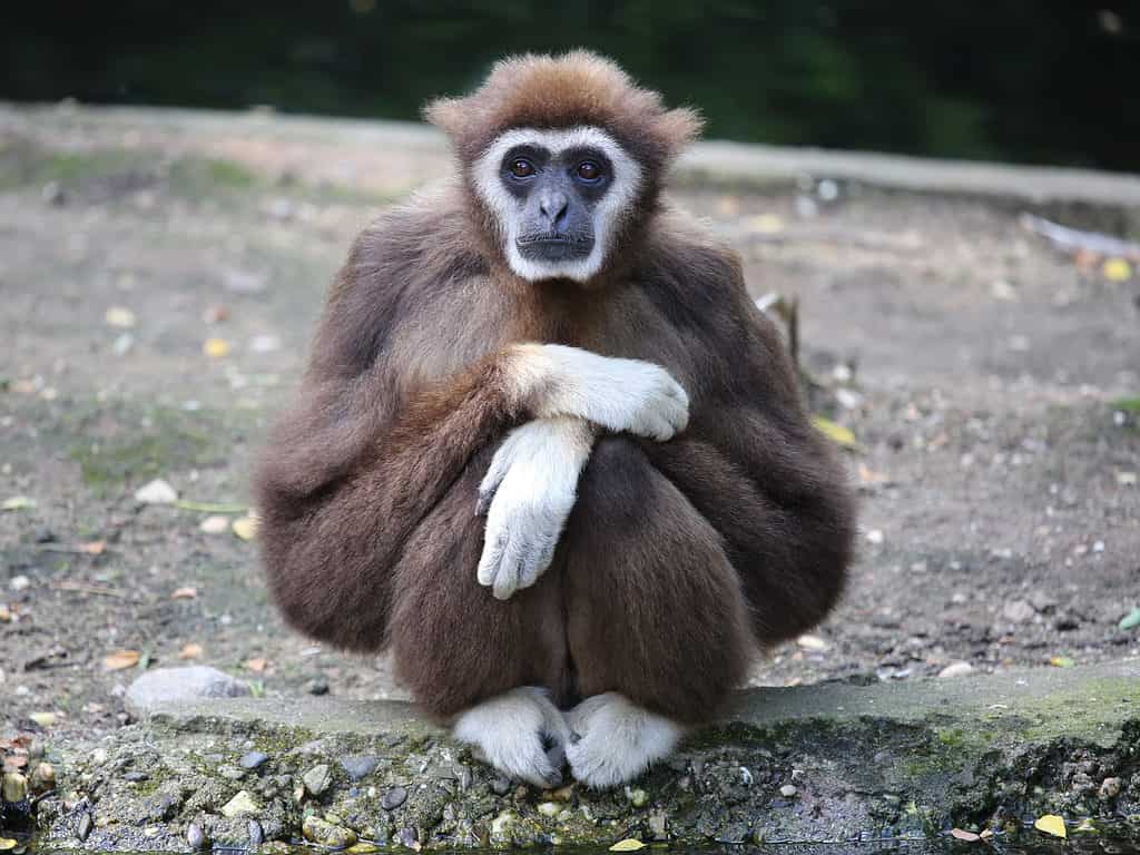 White-Handed Gibbon