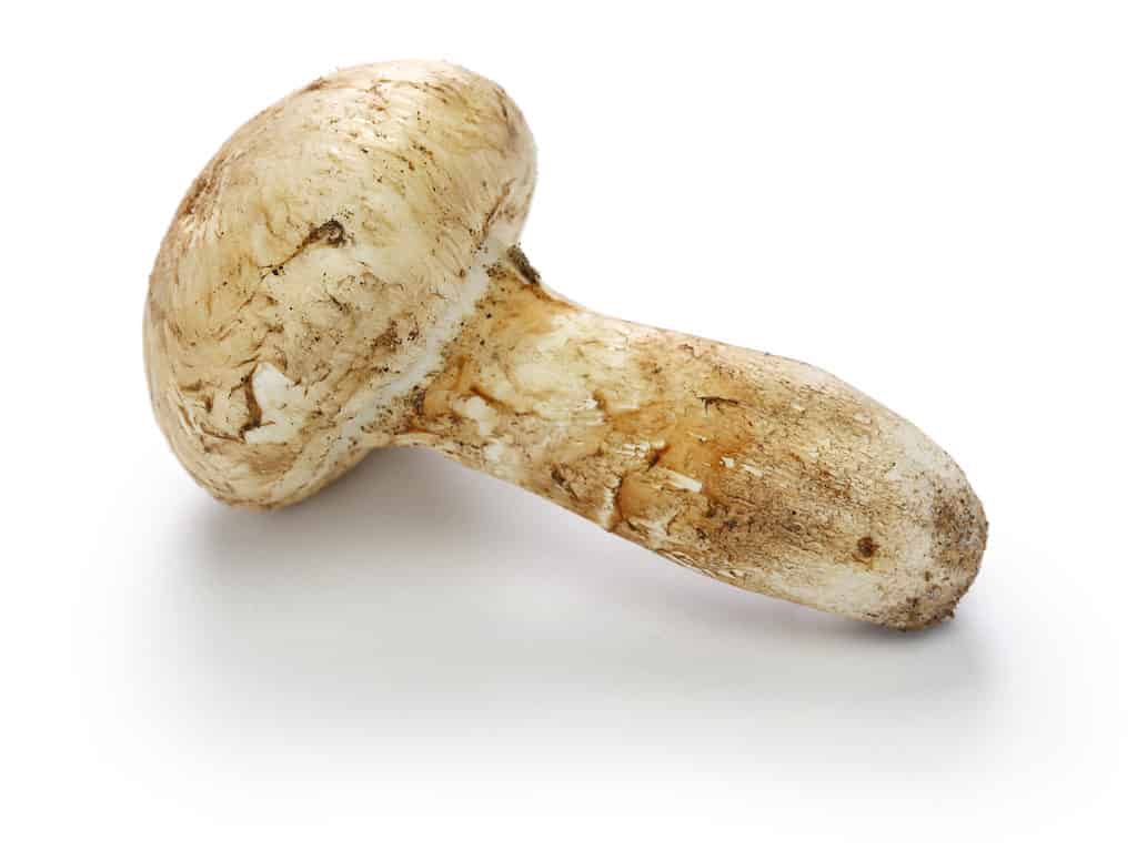 White Matusake Mushroom