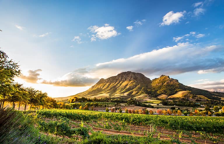 Wine Region in South Africa