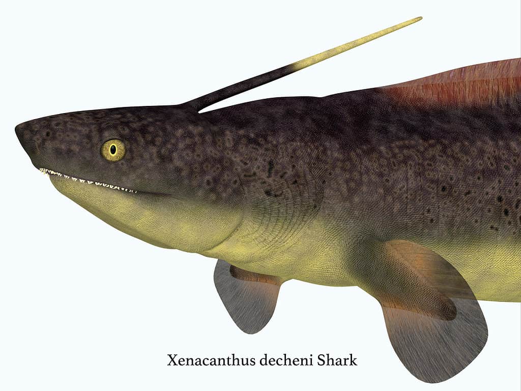Xenacanthus