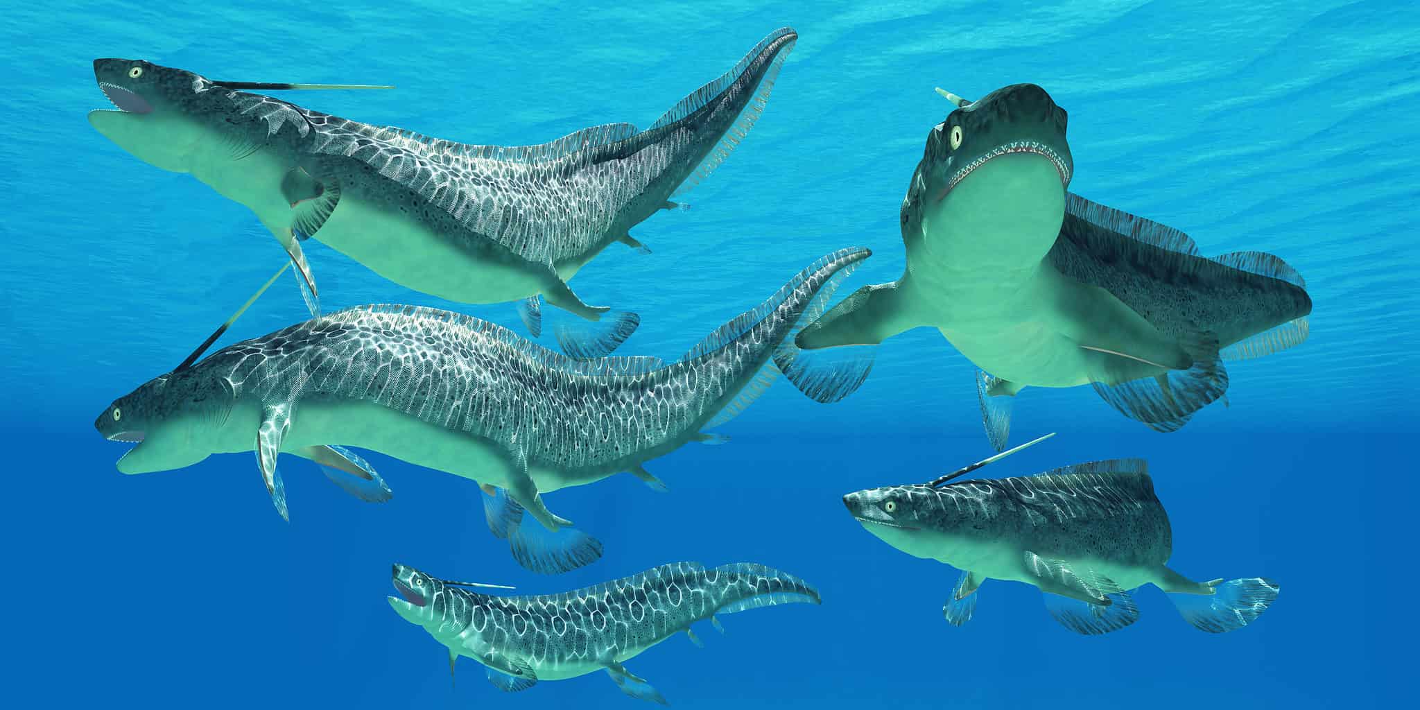 Great White Shark Fish Facts - Carcharodon carcharias - A-Z Animals