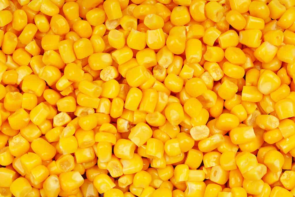 Yellow Corn - Can Dogs Eat Corn on the Cob?