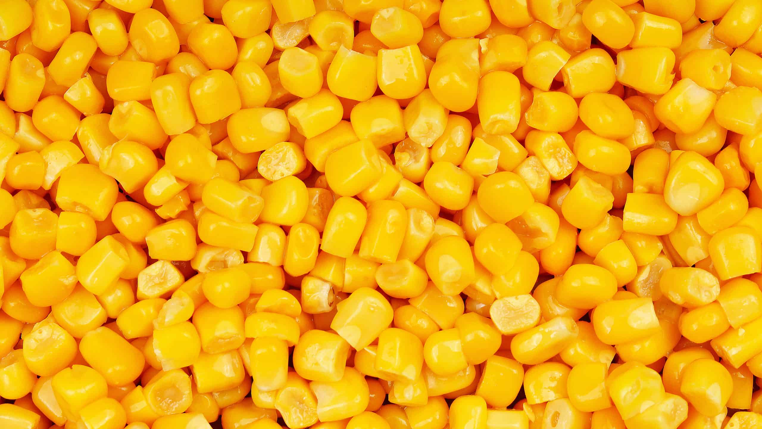 Yellow Corn - Can Dogs Eat Corn on the Cob?