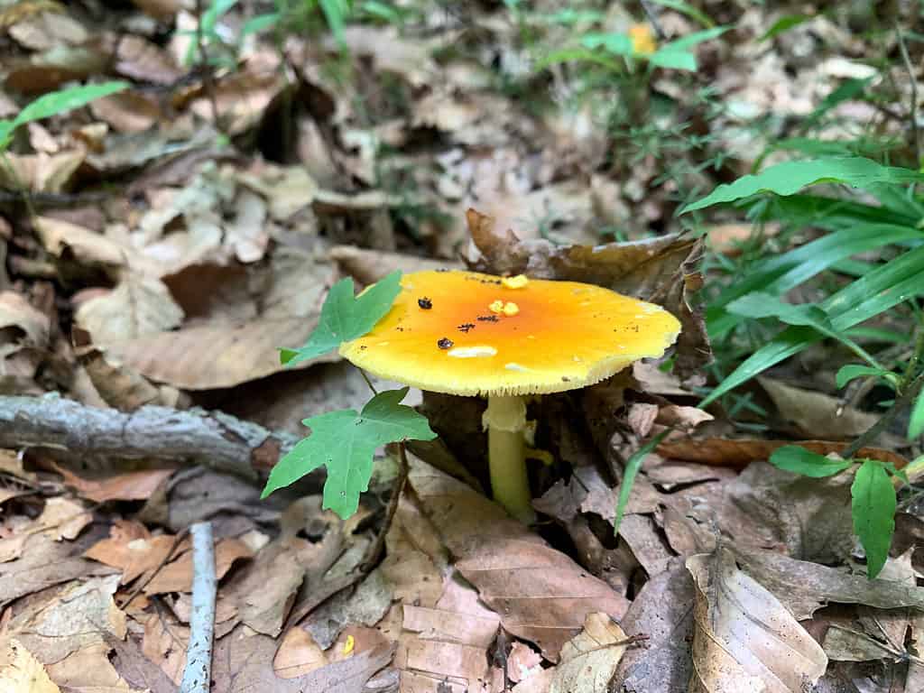 Yellow Patch Mushroom
