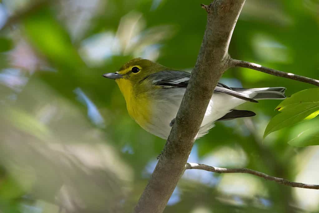 Yellow-Throated Vireo Perched on a Branch