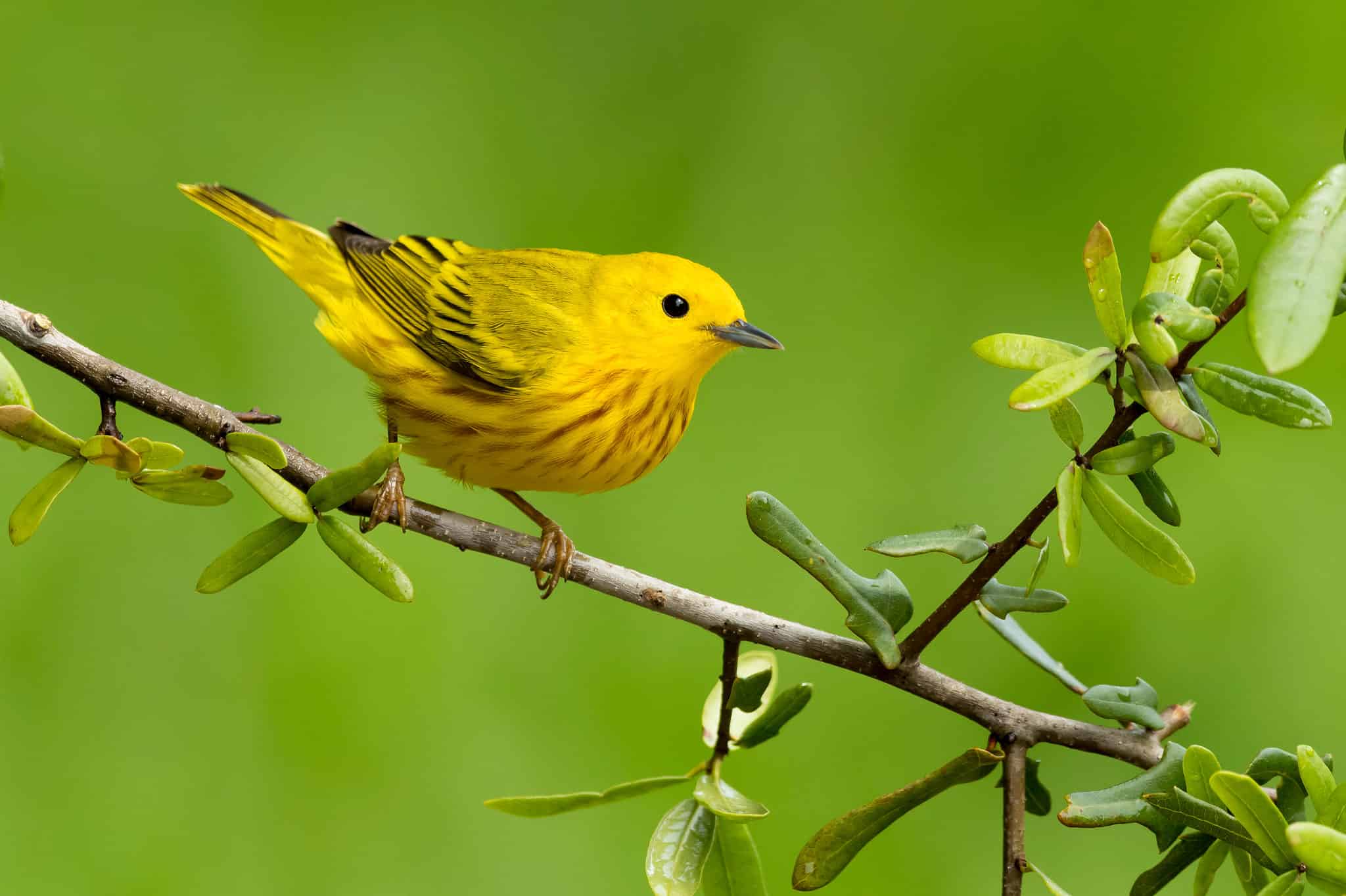 15 Types Of Migrating Birds - A-Z Animals