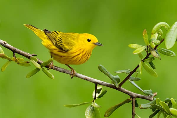 The most widespread warbler species in the Americas is the yellow warbler.