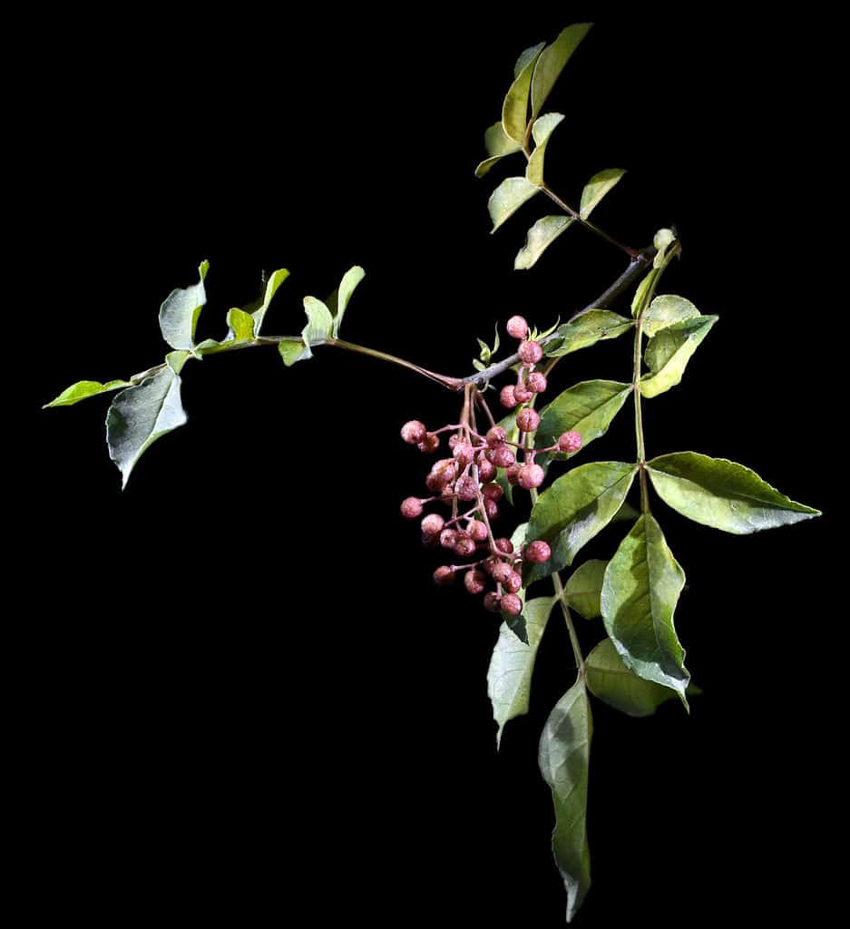Chinese pepper fruit and leaves isolated on black