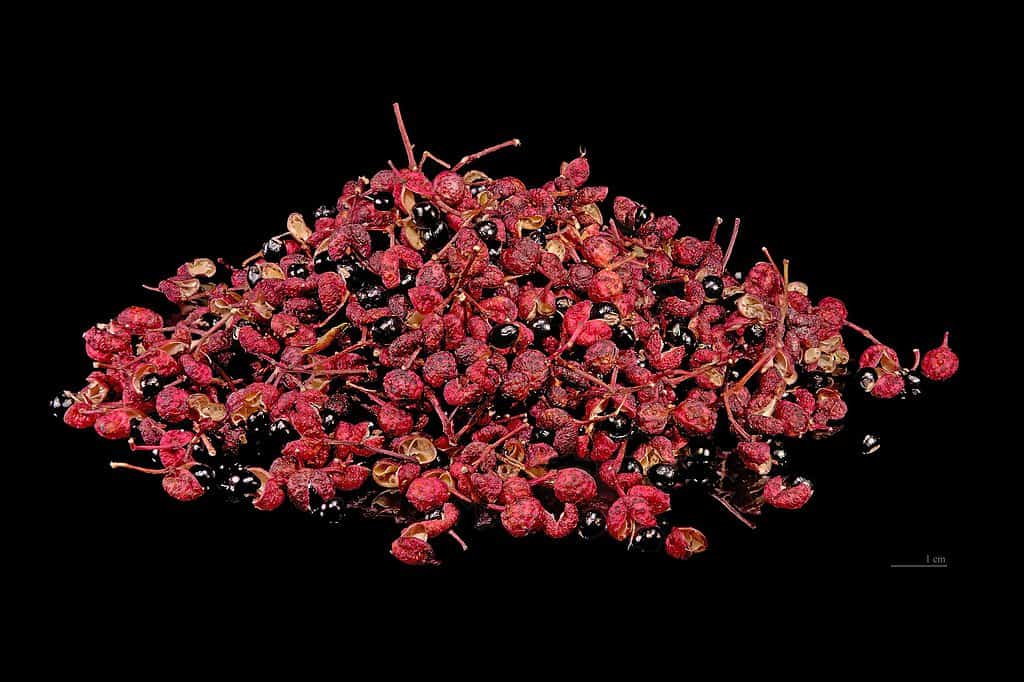 Dried Chinese pepper fruit and seeds isolated on black