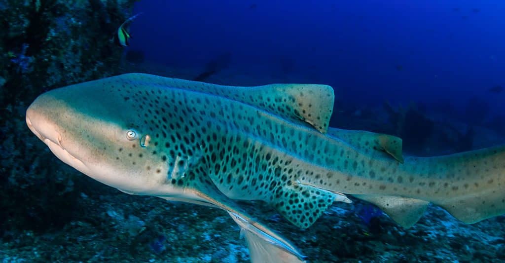 zebra shark