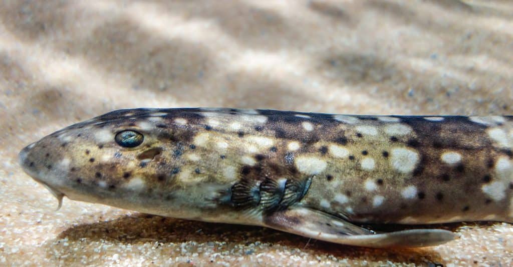 whitespotted bamboo shark