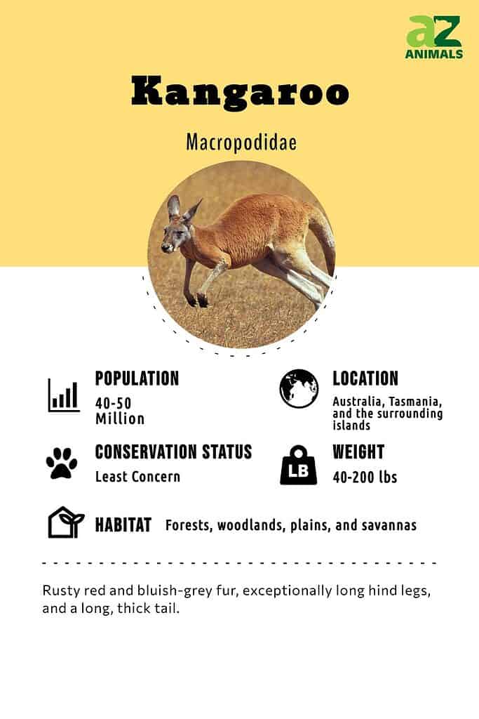 Kangaroo Animal Facts - AZ Animals