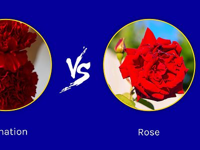 A Carnations vs. Roses: Which Flower is Better?