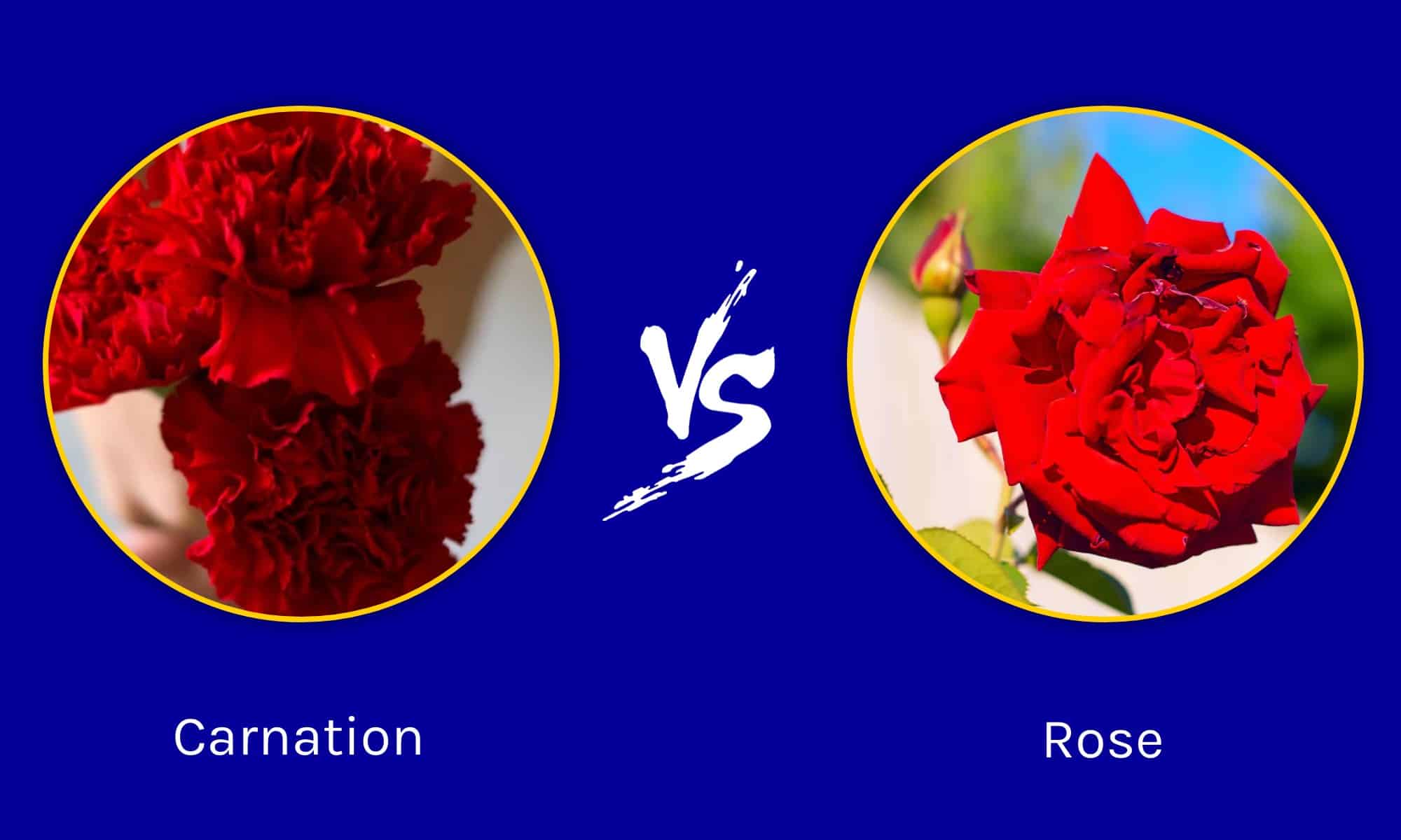 Carnations Vs Roses Which Flower Is