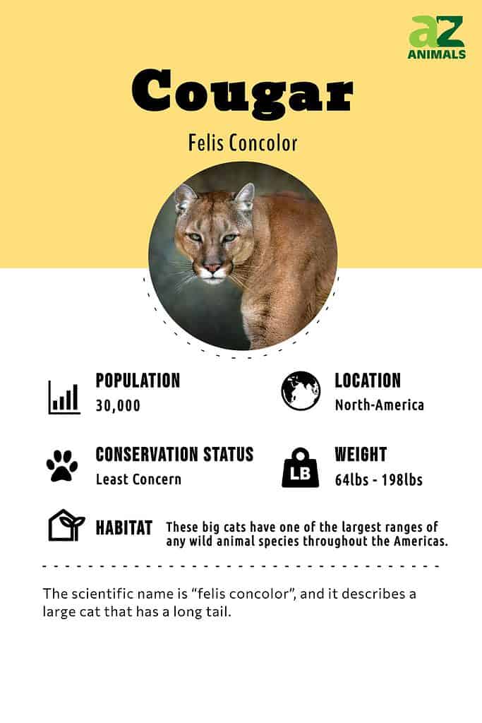 Cougar Animal Facts | Felis Concolor - AZ Animals